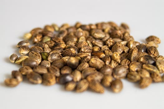 Best High Yield Cannabis Seeds: Strains That Produce Over 500g Per Plant