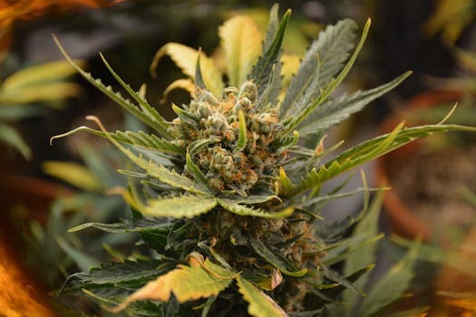 Feminized vs Autoflower Seeds: Which Should You Grow?