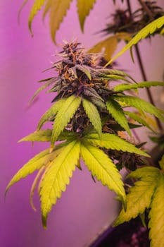 How to Grow Cannabis Seeds Indoors: Complete Setup Guide