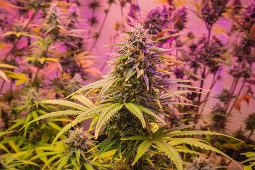 Detailed view of a cannabis plant with vibrant pink lighting, indoors.