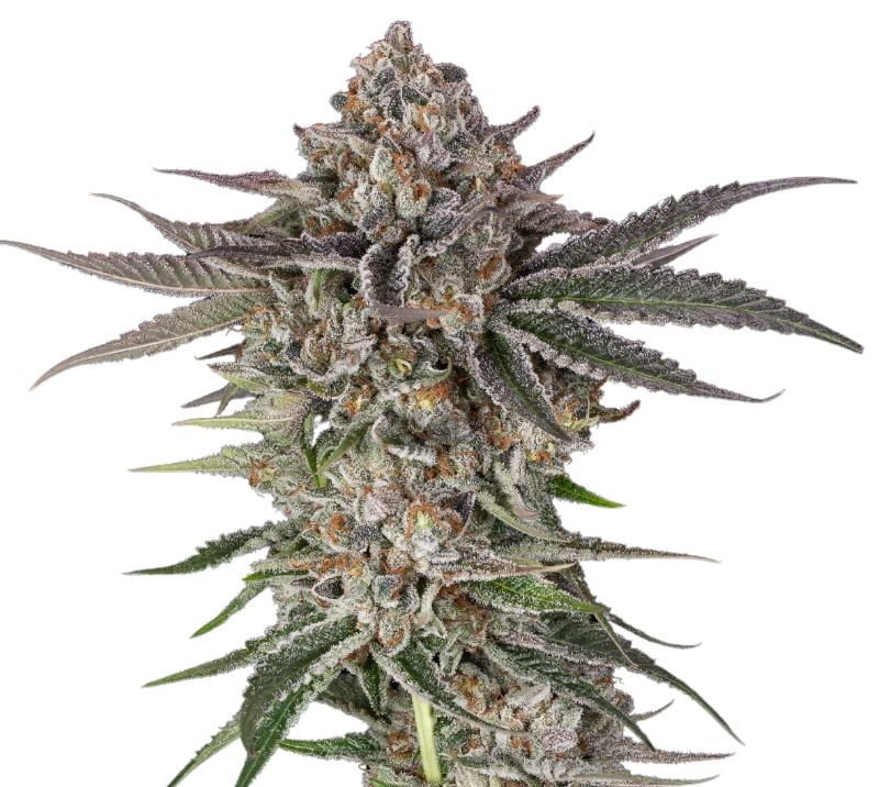 Blue Crack Autoflower