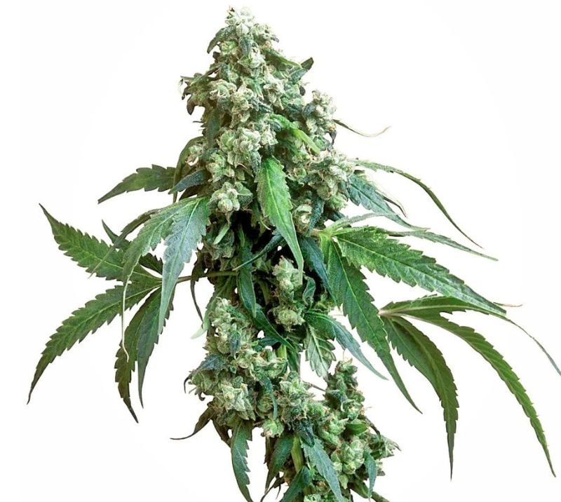 Jack Flash Feminized