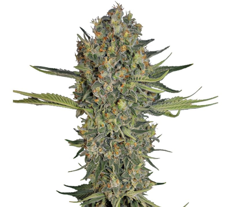 Mazar I Sharif Autoflower