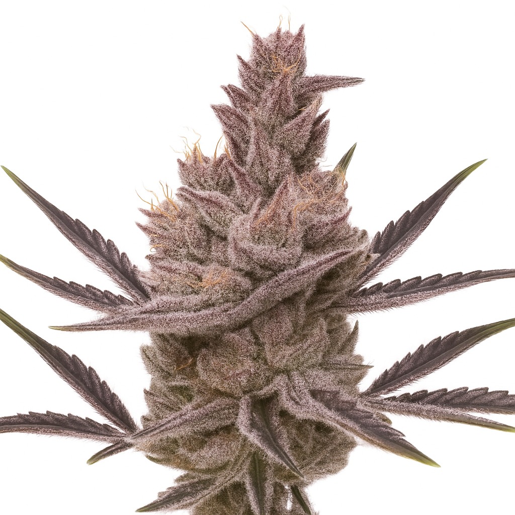 Orange Kush Feminized