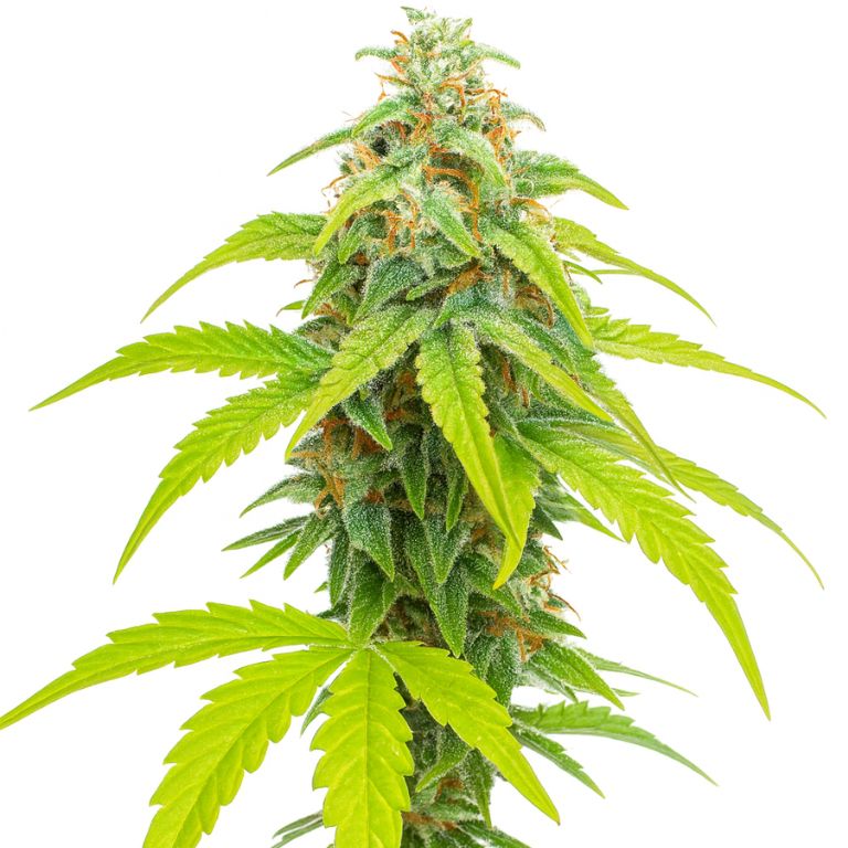 Pina Colada Autoflower