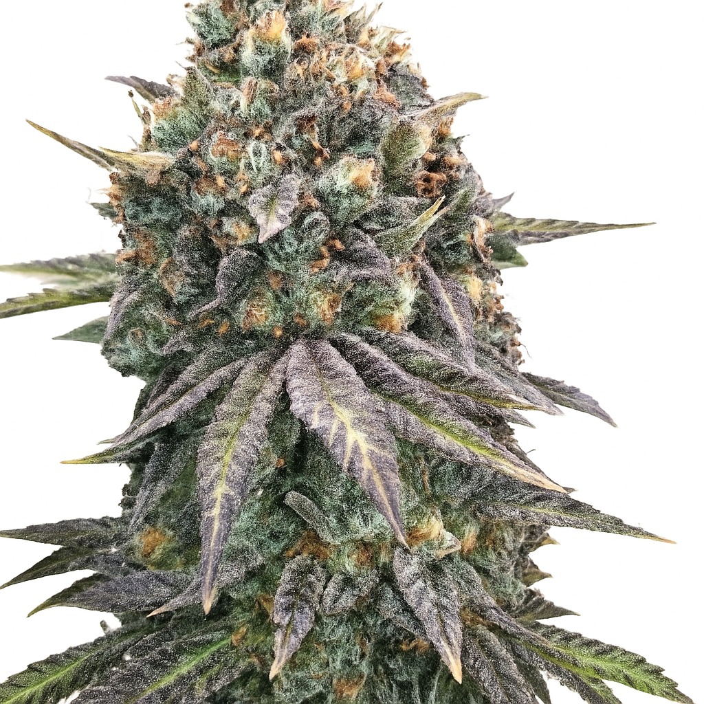 Purple Candy Feminized