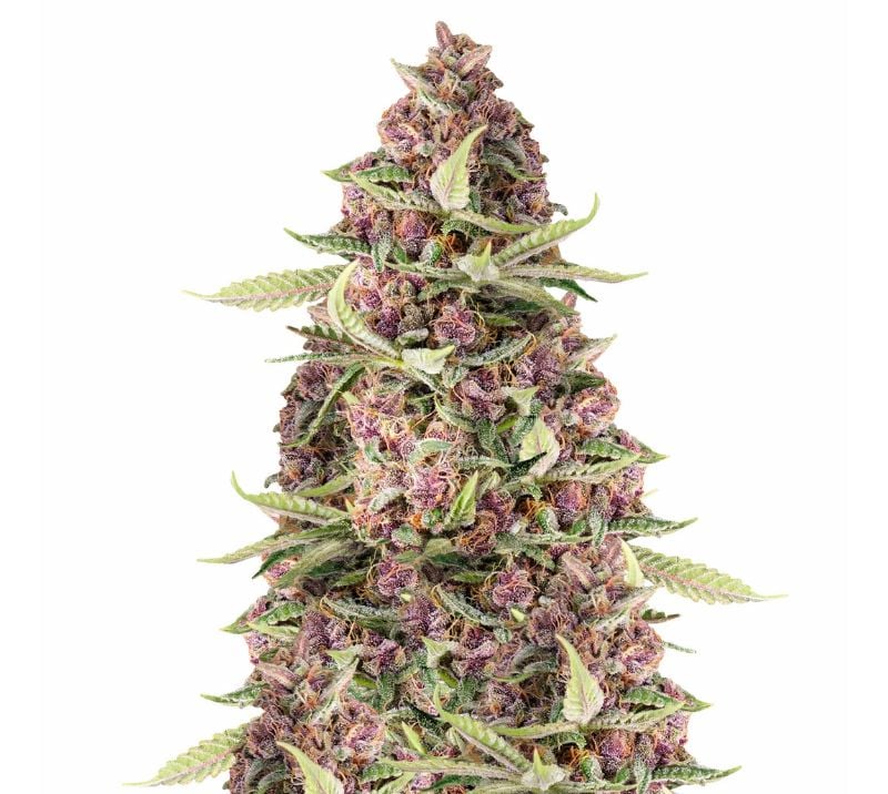 Purple Dream Feminized