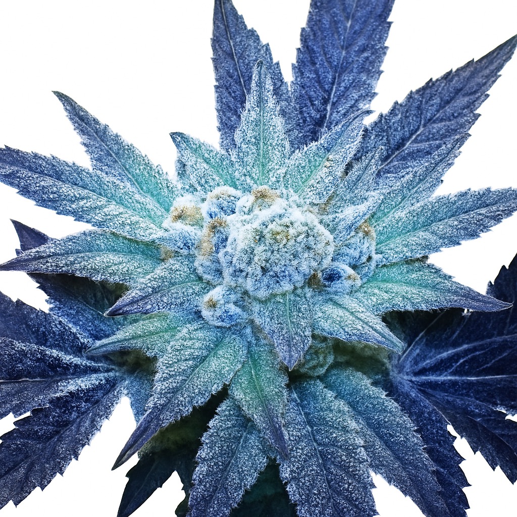 Rare Dankness Feminized