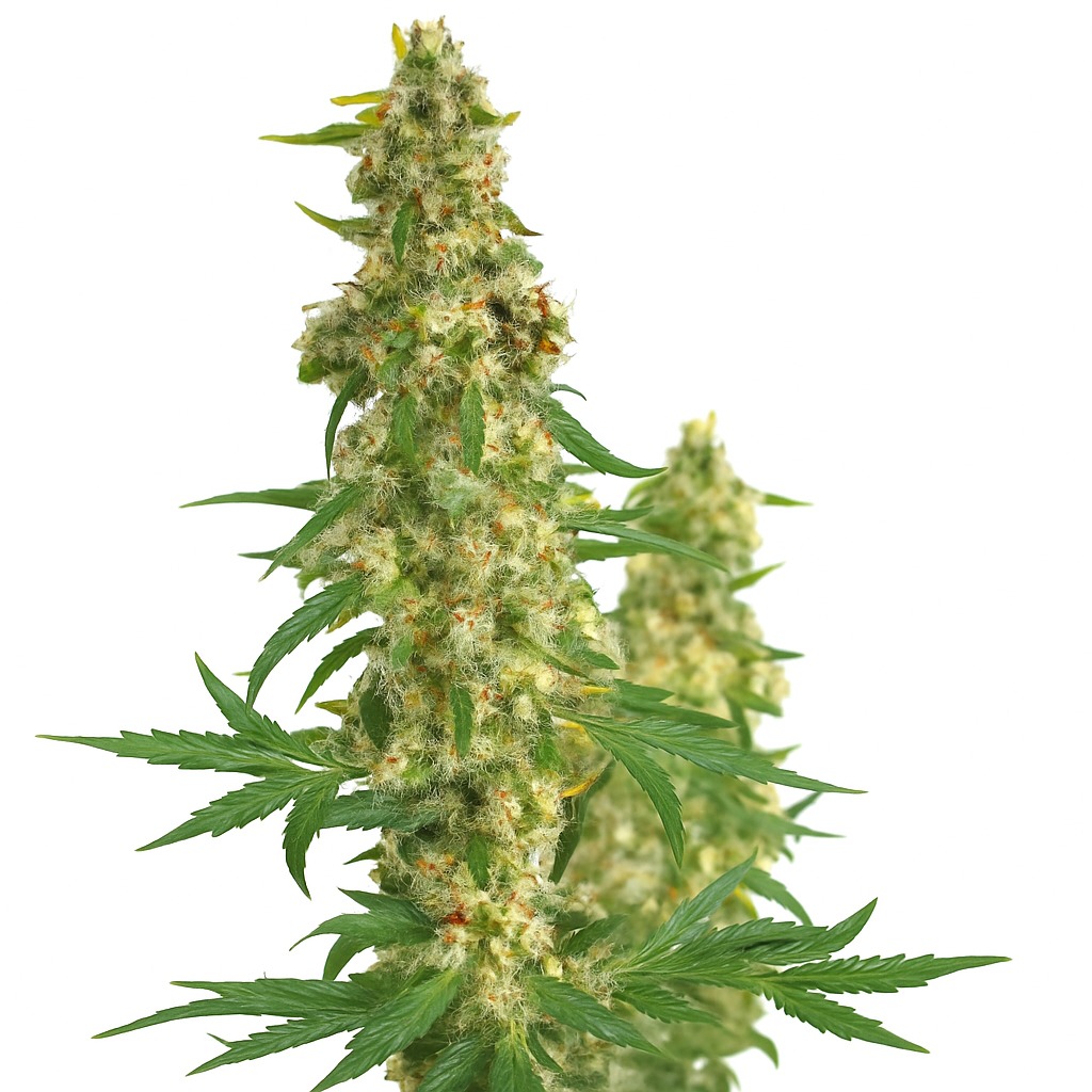 Snow Leopard Feminized