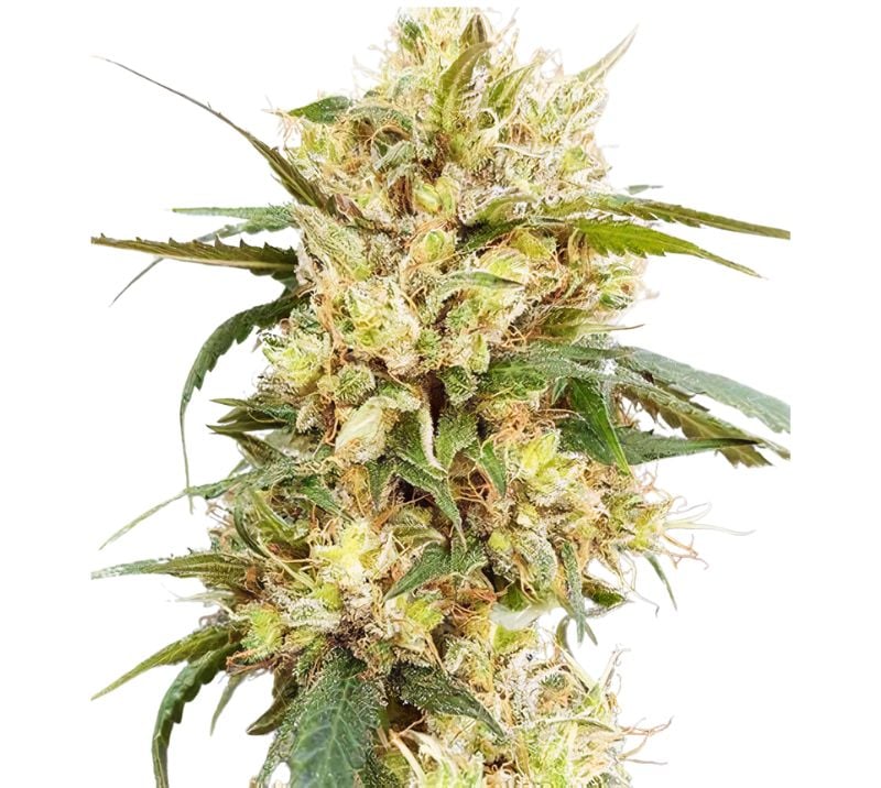 Sour Tangie Feminized