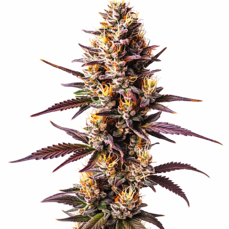 Sunset Sherbet Feminized